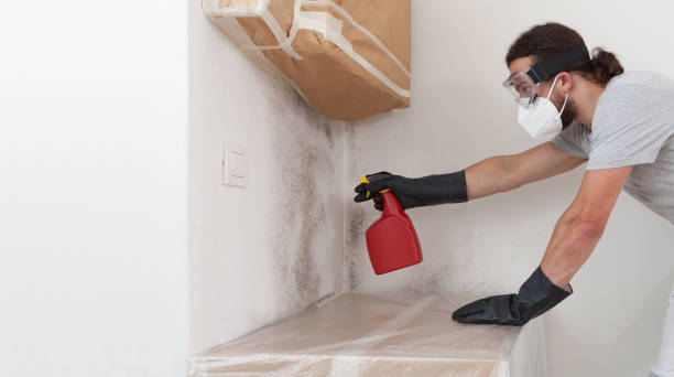 Professional Black Mold Remediation technician working in Lockport, IL